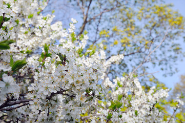 Branch of the cherry blossoms against the blue sky
