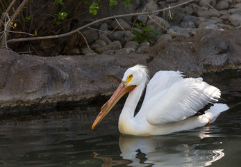 White Pelican