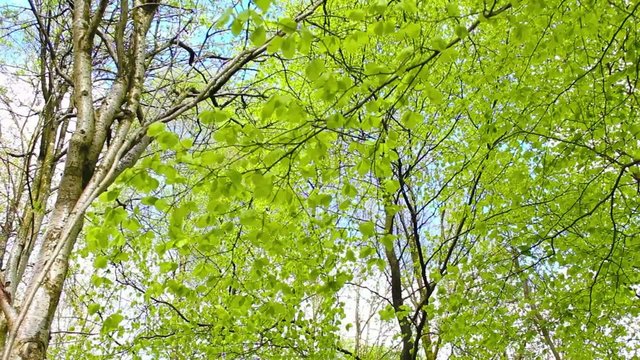 Fresh, bright birch tree leaves blowing in the wind, footage 