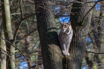 Fototapeta premium Luchs, Wildpark Kaiserslautern