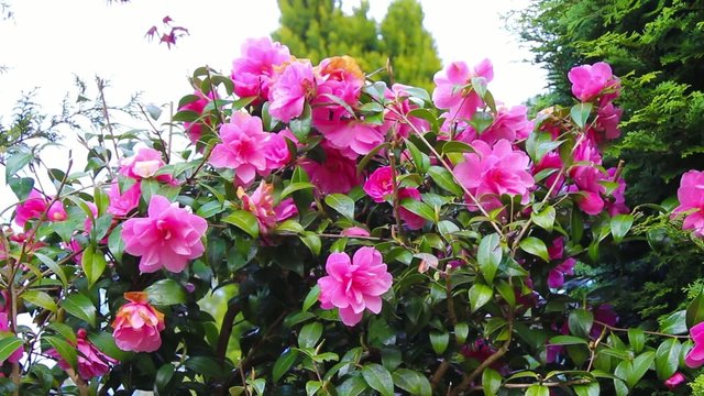 Beautiful bright camellia branches in bloom, footage