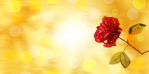 Red rose on blurred background greeting card