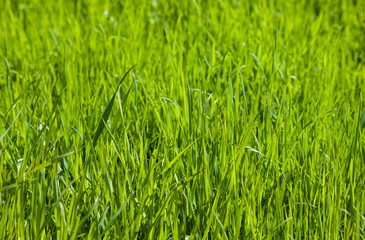Fototapeta na wymiar Green grass as background