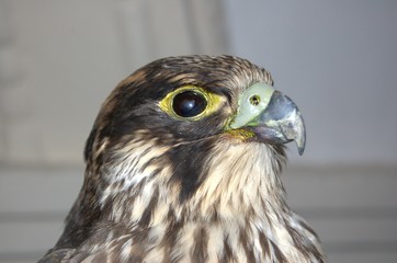 Adlerkopf ruhender Adler vor strukturiertem Hintergrund