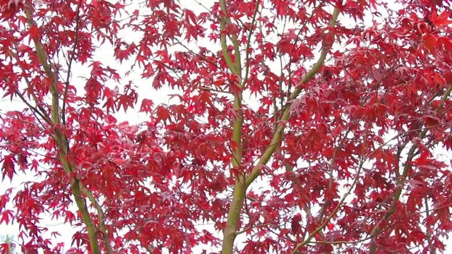 Red maple tree branches in the wind, footage
