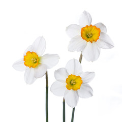 Three narcissus in colorful vases on a white background. - obrazy, fototapety, plakaty