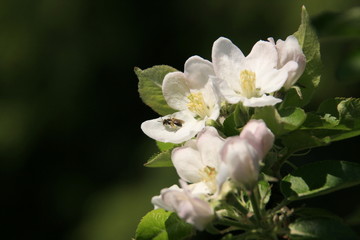 Bee gathering a white flowers