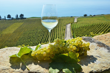 Wine and grapes. Lavaux, Switzerland