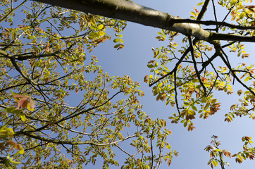 Walnut tree in spring 