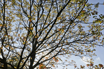 Obraz premium Walnut tree in spring 