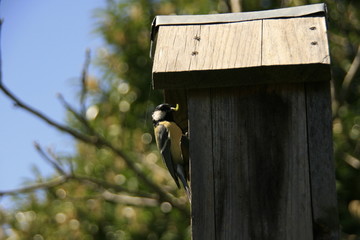 Tit in a bird house