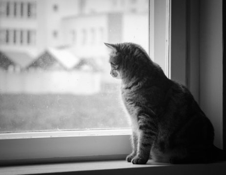 cat on window sill (black and white)