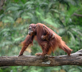 Fototapeta na wymiar Mother orangutang walking with its baby