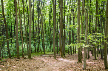 Fototapeta na wymiar The road through the trees in the spring forest