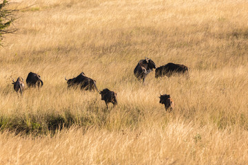 Wildebeest Animals Grasslands Wildlife