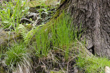grass and tree in the forest