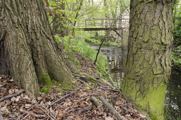 tree trunks in the background Bridge