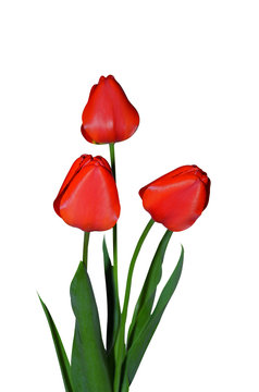 Red tulip flowers on a white background
