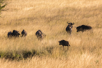 Wildebeest Animals Grasslands Wildlife