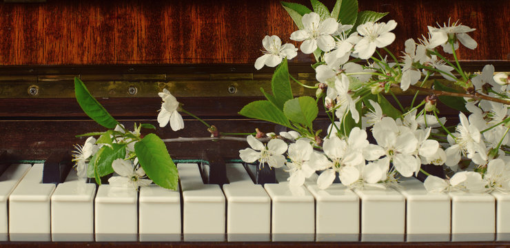 the blossoming cherry on a piano
