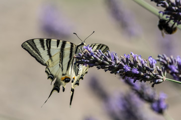 Schwalbenschwanz auf Lavendel