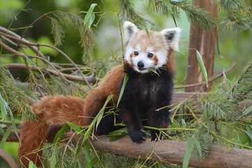 Zelfklevend Fotobehang Panda rode panda