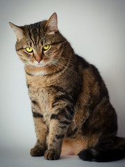 Fototapeta na wymiar portrait of cat