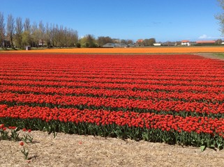 Red Tulip Culture