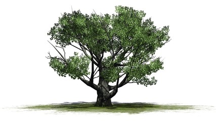 Fototapeta na wymiar White oak tree - isolated on white background