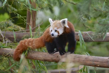 Stickers meubles Panda panda roux