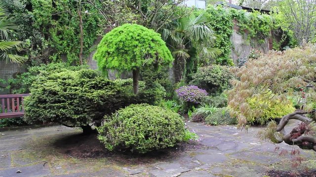 Beautiful conifer garden, footage