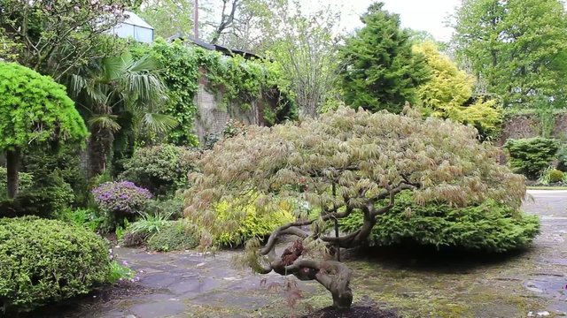 Beautiful conifer garden, footage