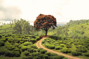 Red tree in the middle of tea plantation - 83375955