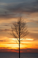Fototapeta na wymiar Die tree ing sunset background