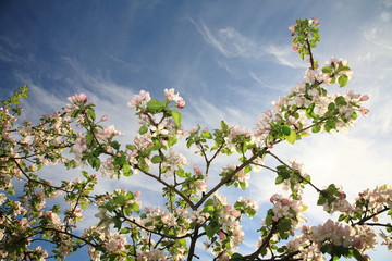 Blossoming apple tree branch © vladuzn