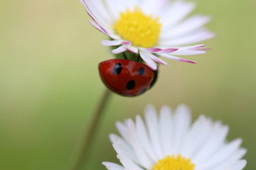 Marienkäfer auf Gänseblümchen © Gerda Lehner