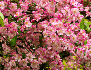 Cherry tree blossom