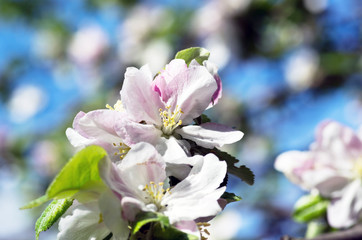 Blooming apple tree; beautiful white blossoms, shallow field