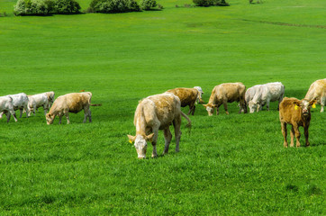 Fototapeta na wymiar herd of cows grazing on a green meadow