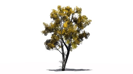 Obraz premium White Birch tree fall - isolated on white background