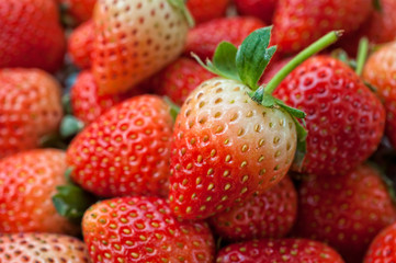 Fresh ripe perfect strawberry - Food Frame Background