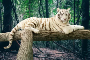 Store enrouleur occultant sans perçage Tigre Tigre du Bengale blanc