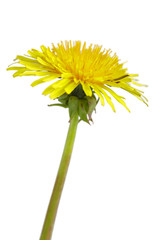 Naklejka premium Dandelion flower