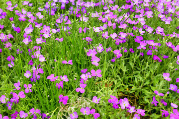 Aubrieta flowers