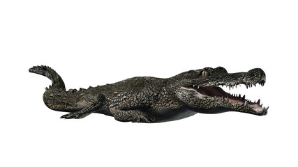 Crocodile - isolated on white background