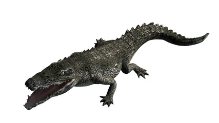 Crocodile - isolated on white background