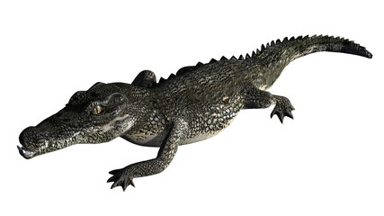 Crocodile - isolated on white background