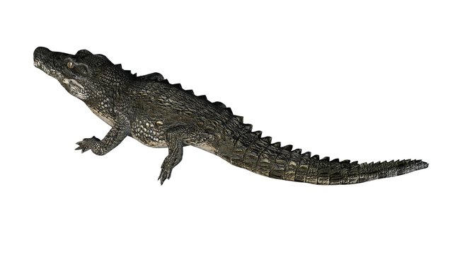 Crocodile - isolated on white background