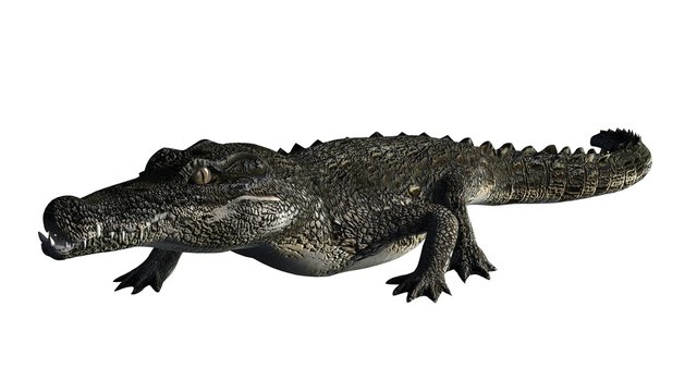 Crocodile - isolated on white background