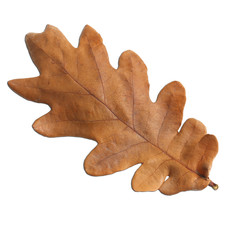 dry oak  leaf isolated